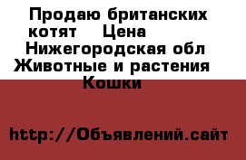 Продаю британских котят  › Цена ­ 3 000 - Нижегородская обл. Животные и растения » Кошки   